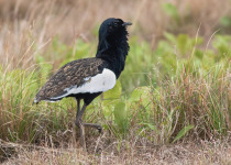 Bengal Florican Half Day