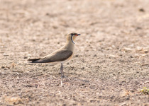 Bengal Florican Half Day