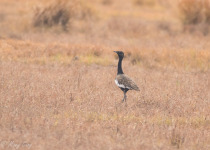 Bengal Florican Half Day