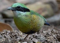 Changkran Roy Birding Tour: 2 days, 1 night