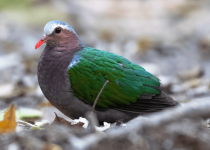 Changkran Roy Birding Tour: 3 days, 2 nights