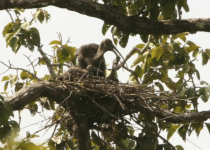 Giant Ibis Birding Tour: 2 Days, 1 Night
