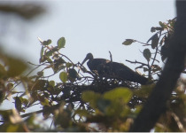 Giant Ibis Birding Tour: 3 Days, 2 Nights