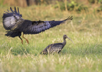 Giant Ibis Birding Tour: 3 Days, 2 Nights