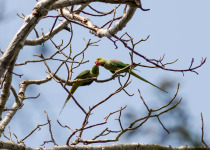 Half Day Birding in Angkor Wat