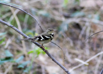 Half Day Birding in Angkor Wat