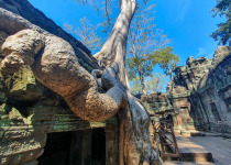 Half Day Birding in Angkor Wat