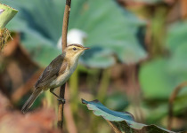 Half Day Birding in Siem Reap