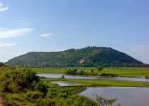 Half Day Birding in Siem Reap
