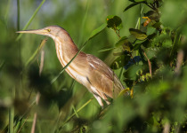 Half Day Birding in Siem Reap