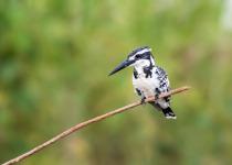 Half Day Birding in Siem Reap