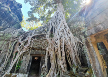 Temples and Birds