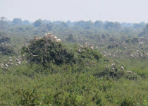 Private Siem Reap Birding Day with Chea Seab