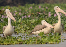 Private Siem Reap Birding Day with Chea Seab