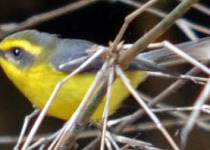 20-Day Arunachal and Assam Birding Expedition
