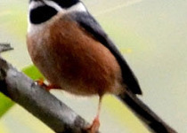 20-Day Arunachal and Assam Birding Expedition