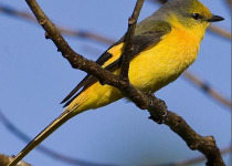 20-Day Arunachal and Assam Birding Expedition