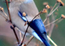 20-Day Arunachal and Assam Birding Expedition