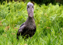 12-Day Uganda Birding, Safari and Primates Tour – 2027