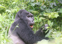 12-Day Uganda Birding, Safari and Primates Tour – 2027