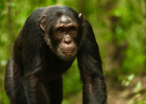 12-Day Uganda Birding, Safari and Primates Tour – 2027