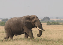 12-Day Uganda Birding, Safari and Primates Tour – 2027