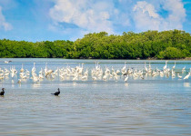 Rio Lagartos Birdwatching and Nature Boat Tour with William Canto