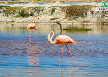 Rio Lagartos Birdwatching and Nature Boat Tour with William Canto