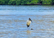 Rio Lagartos Birdwatching and Nature Boat Tour with William Canto