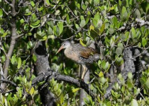 Rio Lagartos Bird Photography Tour with William Canto