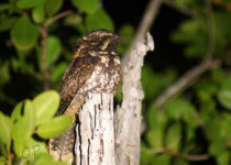 Rio Lagartos Bird Photography Tour with William Canto