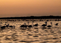 Rio Lagartos Bird Photography Tour with William Canto