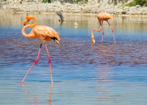 Private Yucatan Peninsula Birding Day with William Canto