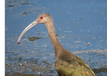 Private San Joaquin Valley Birding Day