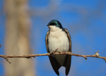 Private San Joaquin Valley Birding Day
