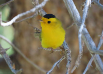 Private San Joaquin Valley Birding Day