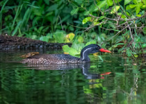 Custom Uganda Birding and Nature Trip with Gordon Tukwasibwe