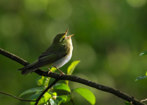 Classic Helsinki Birdwatching Tour