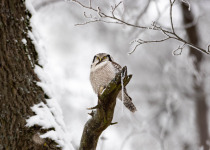 Classic Helsinki Birdwatching Tour