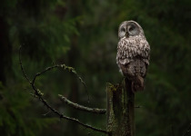 Classic Helsinki Birdwatching Tour