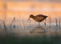 Classic Helsinki Birdwatching Tour