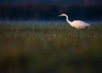 Full-Day Helsinki Region Birding Tour