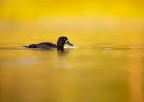 Full-Day Helsinki Region Birding Tour