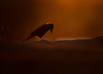 Suomenlinna Bird Photography Workshop