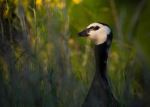 Suomenlinna Bird Photography Workshop