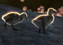 Suomenlinna Bird Photography Workshop