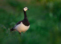 Suomenlinna Bird Photography Workshop