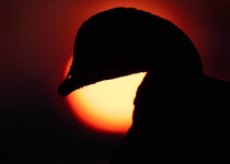 Suomenlinna Bird Photography Workshop