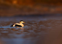 Suomenlinna Bird Photography Workshop