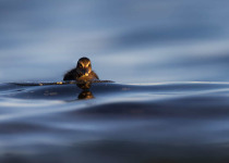 Suomenlinna Bird Photography Workshop